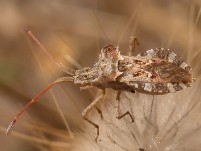 HETEROPTERA: CHIAVI DICOTOMICHE